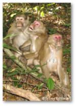 Macaque research